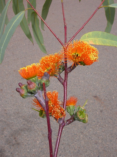 Eucalyptus chartaboma
