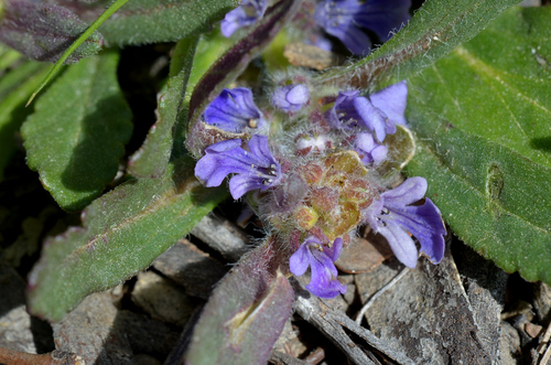 Austral bugle (Ajuga australis)