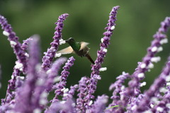 Saucerottia beryllina