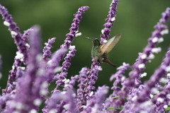 Saucerottia beryllina