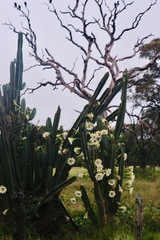 Cereus bicolor