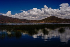Schoenoplectus californicus