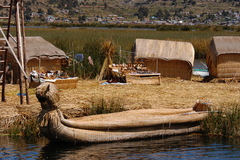 Schoenoplectus californicus