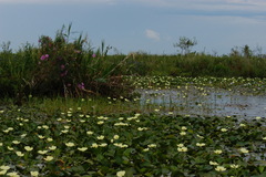 Hydrocleys nymphoides