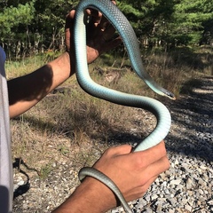 Coluber constrictor foxii