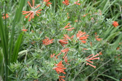 Bouvardia ternifolia