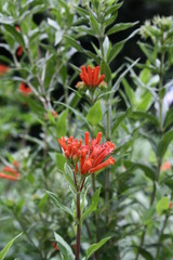 Bouvardia ternifolia