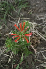 Bouvardia ternifolia