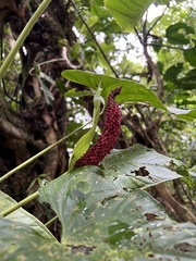 Anthurium obtusilobum image