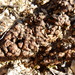 Placidium lacinulatum - Photo (c) Bob O'Kennon, algunos derechos reservados (CC BY-NC), subido por Bob O'Kennon