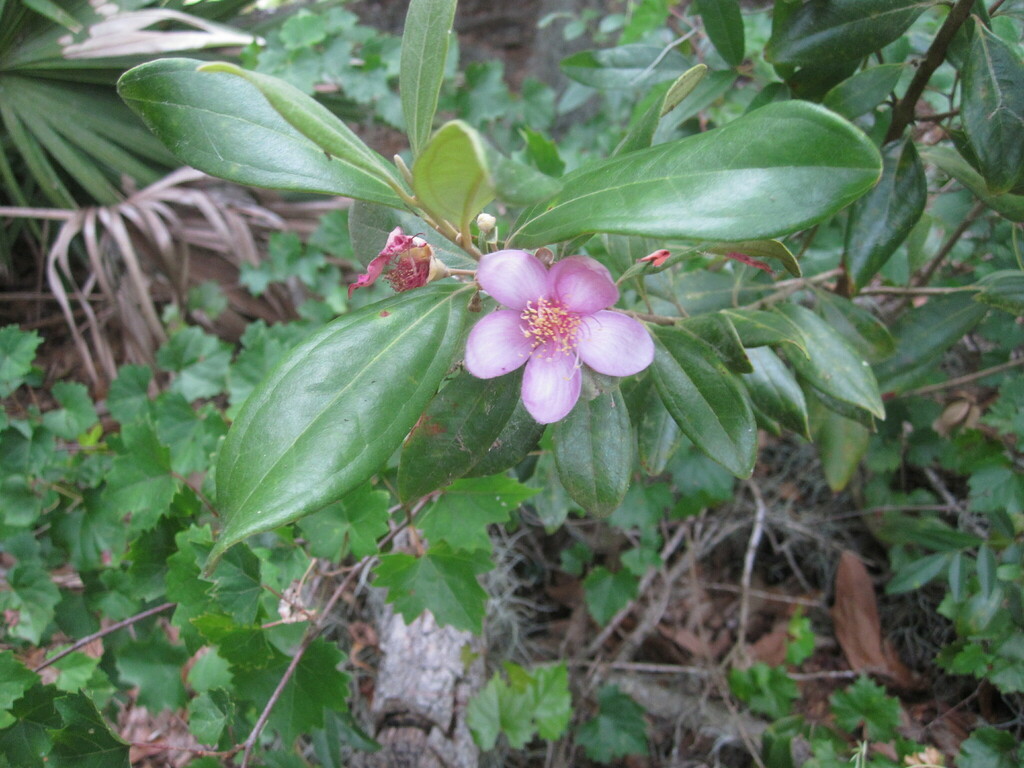 Rose Myrtle from Polk County, FL, USA on June 8, 2011 at 0611 PM by LW Ridge · iNaturalist