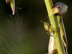 Alpaida variabilis