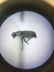 Euciodes suturalis