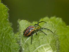 Alpaida variabilis