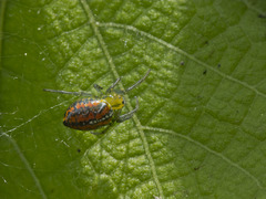 Alpaida variabilis