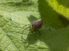 Alpaida variabilis