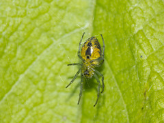 Alpaida variabilis