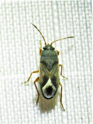 Malezonotus rufipes photo 2