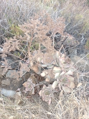 Aeonium davidbramwellii image