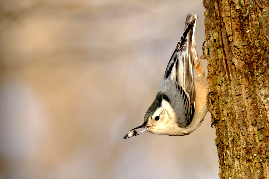 White-Breasted Nuthatch