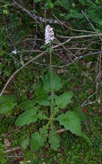 Francoa appendiculata