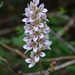 Francoa appendiculata - Photo (c) Diego Alarcón, some rights reserved (CC BY-NC), uploaded by Diego Alarcón