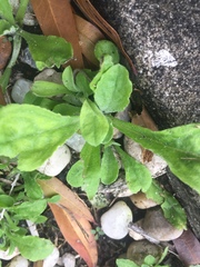 Erigeron quercifolius