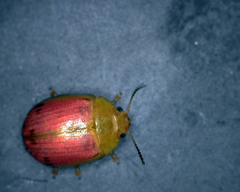 Paropsisterna fastidiosa