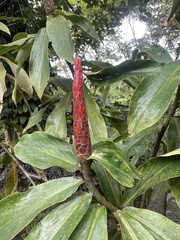 Costus pulverulentus image