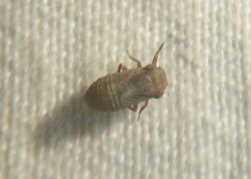 Aphelonema, 2023-08-07