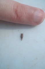 Phellopsylla formicosa