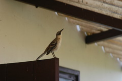 Mimus parvulus parvulus