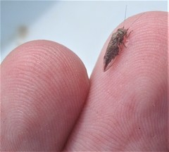 Phellopsylla formicosa