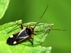Adelphocoris reichelii