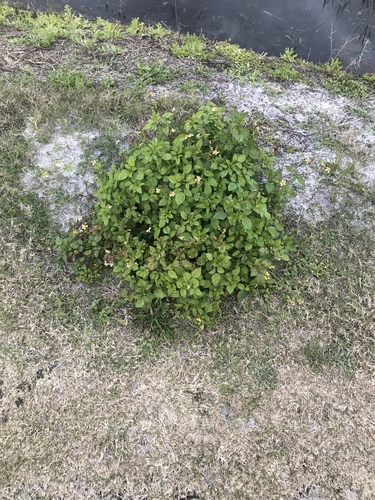 Bidens alba