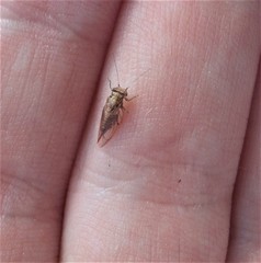 Phellopsylla formicosa