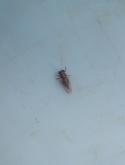 Phellopsylla formicosa