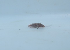 Phellopsylla formicosa