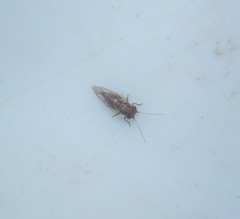 Phellopsylla formicosa