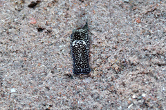 Camachoaglaja berolina