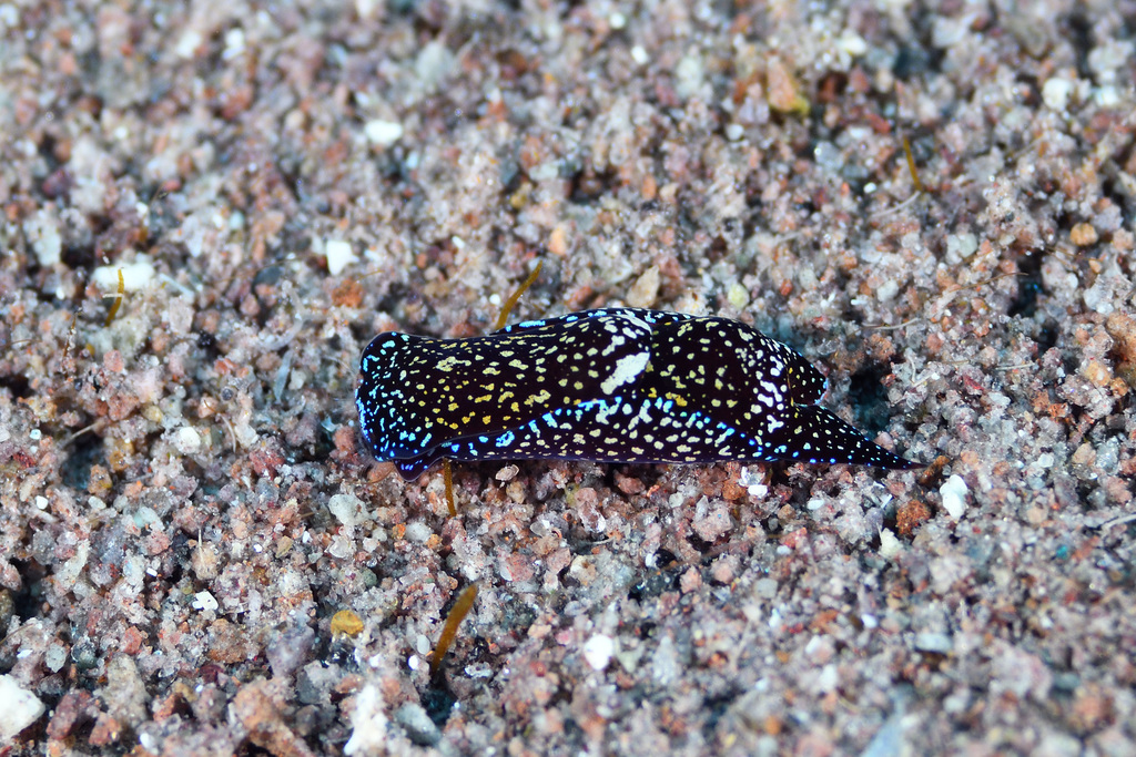 Camachoaglaja