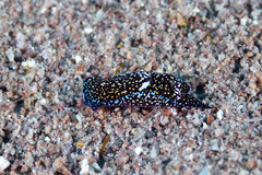 Camachoaglaja berolina