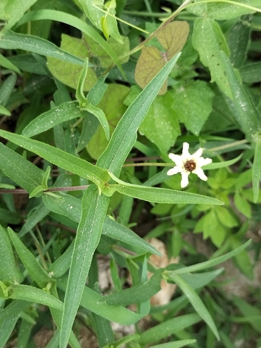 Image of Zinnia angustifolia by no rights reserved
