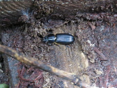 Odontotaenius