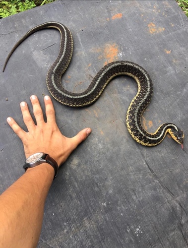 Eastern Garter Snake photographed in Michigan