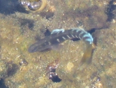 Kelloggella oligolepis