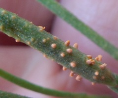 Peridermium ephedrae