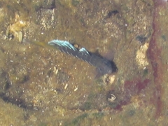 Kelloggella oligolepis