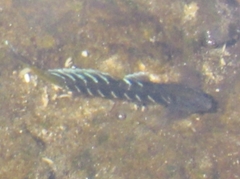 Kelloggella oligolepis