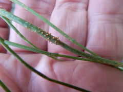 Peridermium ephedrae